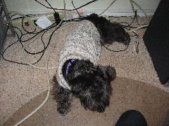 Mimi 2.JPG Mimi 2.JPG